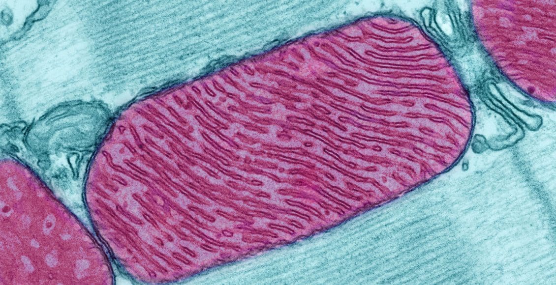 microscopic image of mitochondria