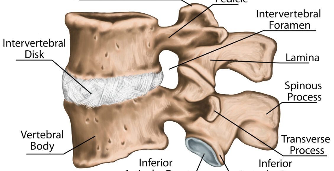 Lumbar Transverse Process Fractures: Science Based - Chiropractic ...