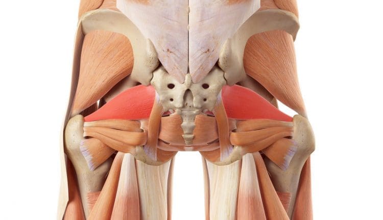 piriformis muscle anatomy