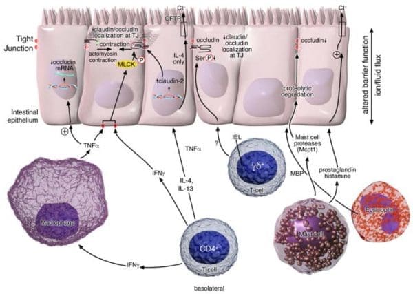 Immune regulation of intestinal barrier function.