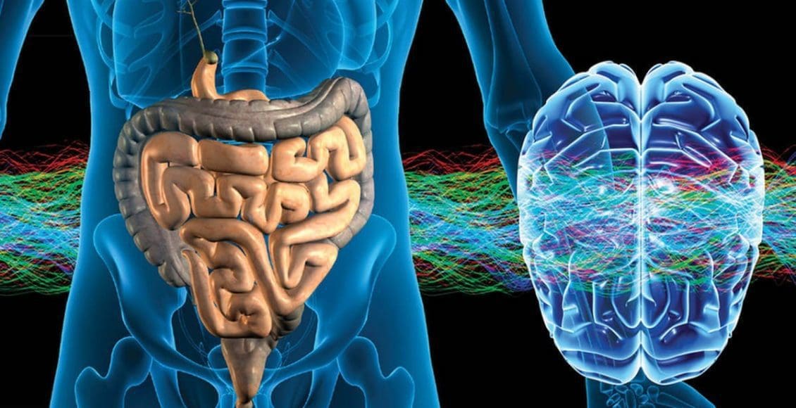 Image of the digestive system and brain affected by stress.