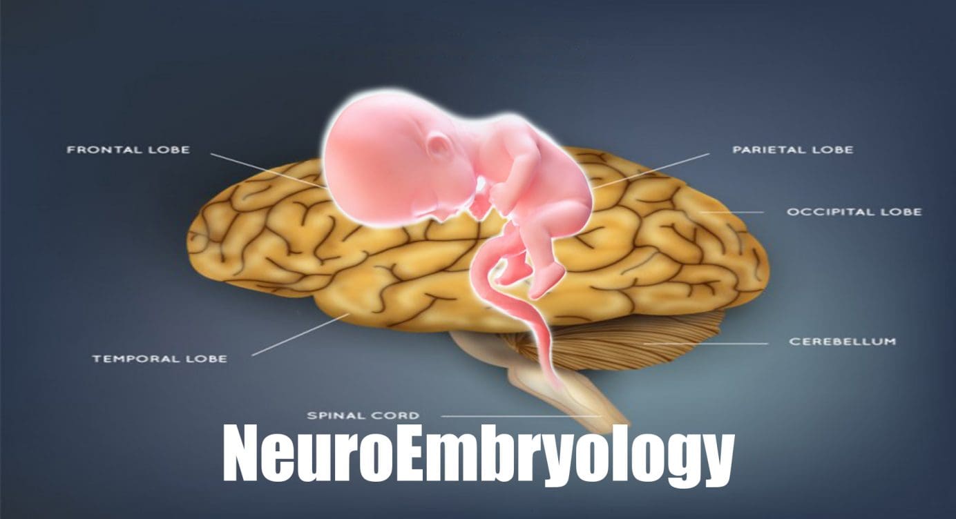 NEUROEMBRYOLOGY | El Paso, TX.