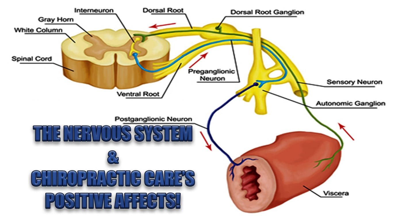The Nervous System And Chiropractic’s Positive Affects