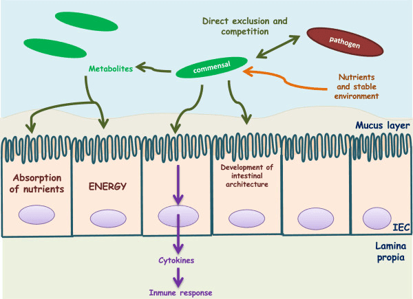 Commensal-bacteria-cross-talk-with-the-host-Commensal-bacteria-supply-the-host-with.png