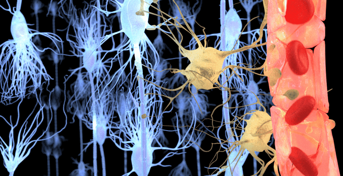 Functional Neurology: What is the Role of the Blood-Brain Barrier? | El Paso, TX Chiropractor