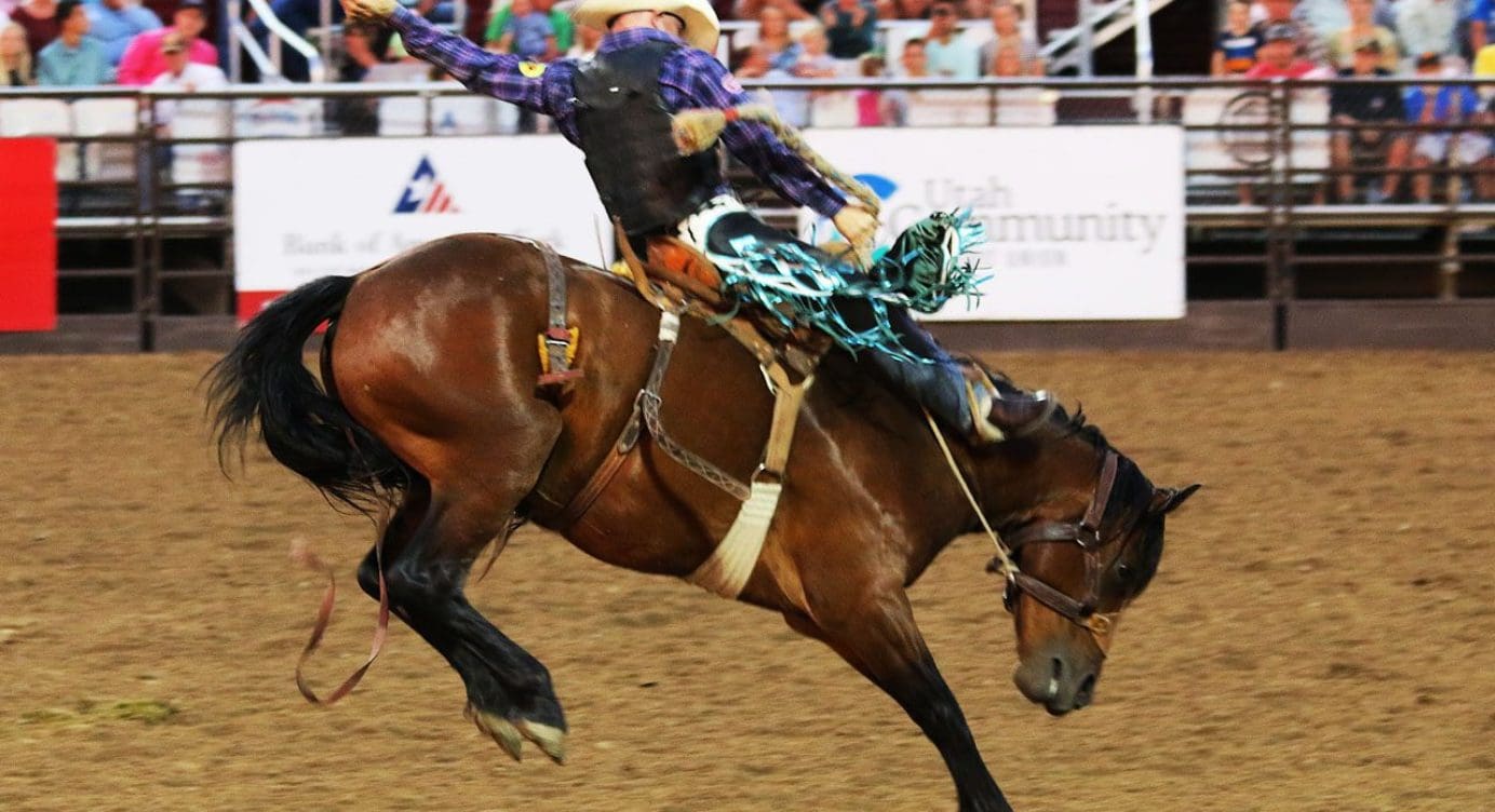 Rodeo Training: EP Chiropractic Scientists