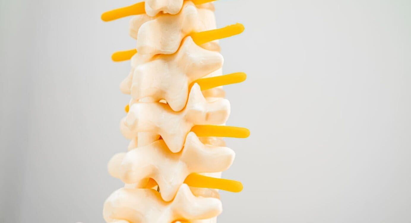 Exploring the Intervertebral Foramen: Anatomy and Function